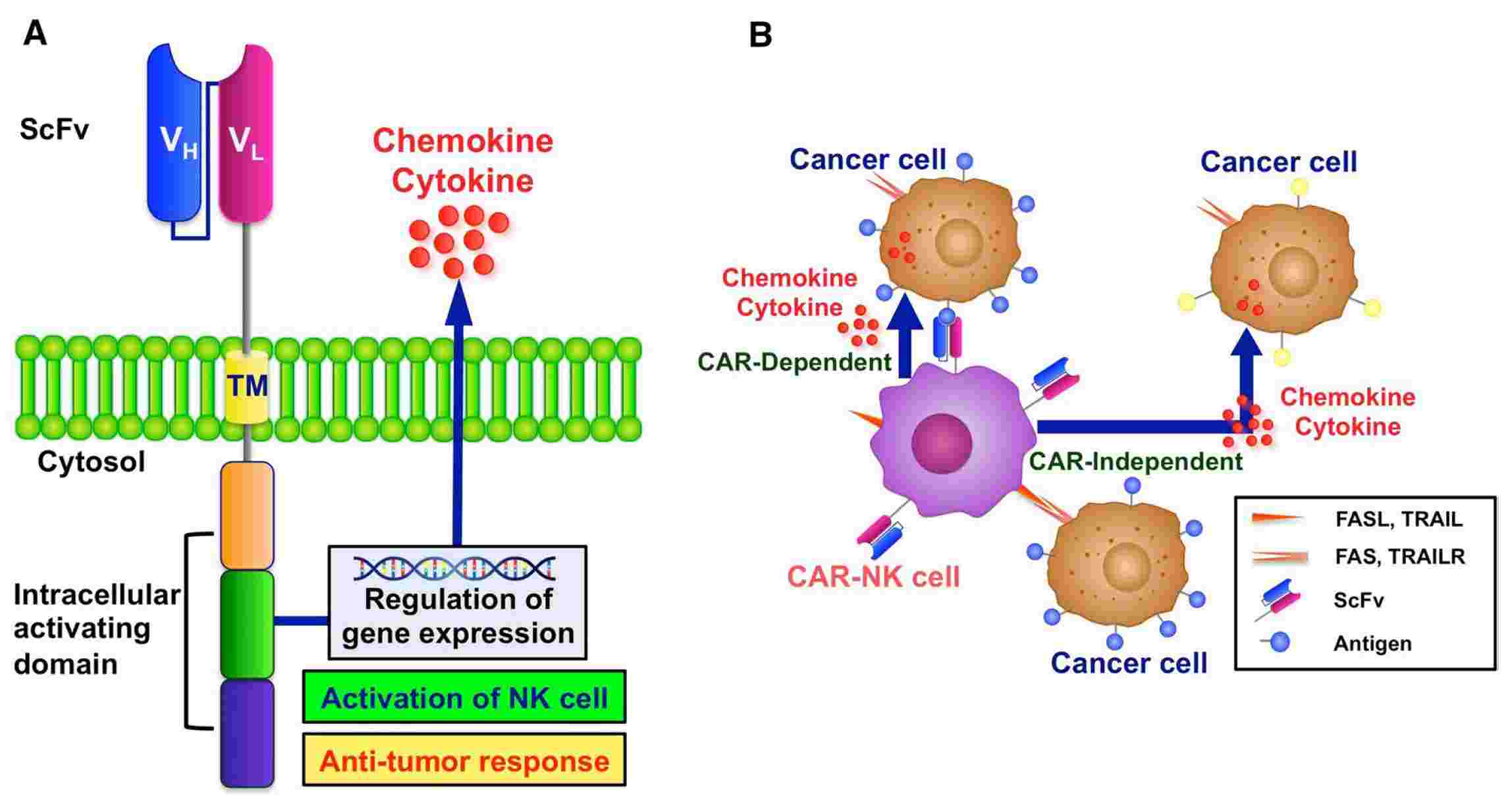 Structure of CAR- NK cells and the manner of tumor cell elimination (Hamed,2022)