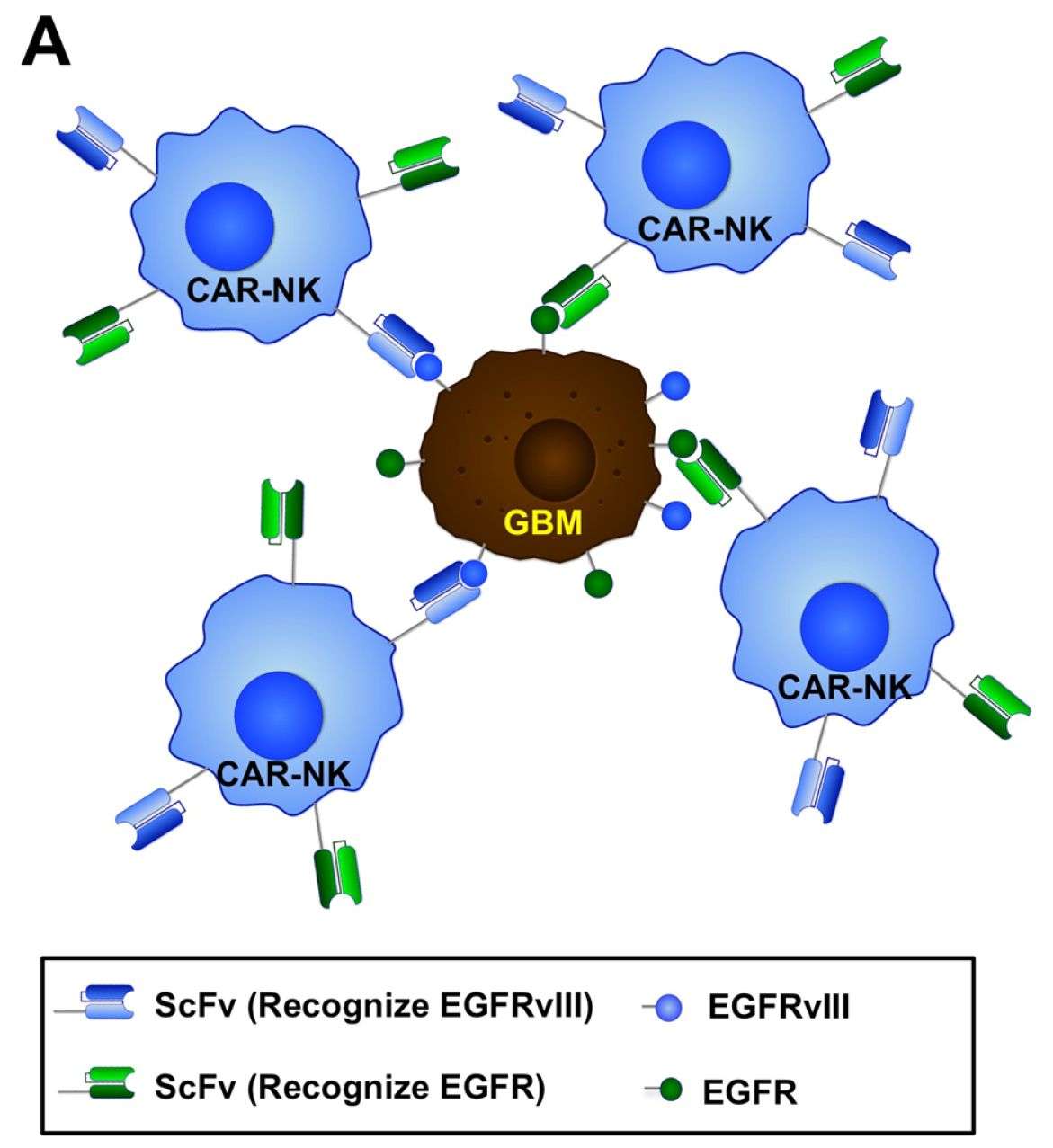 EGFR-targeted CAR-NK cells therapy in glioblastoma (Hamed,2022)