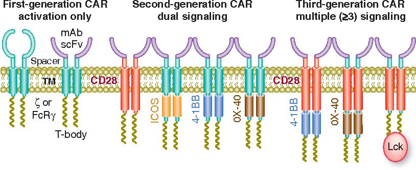 Fig. 1 Evolution of CAR design. (Sadelain, 2013)