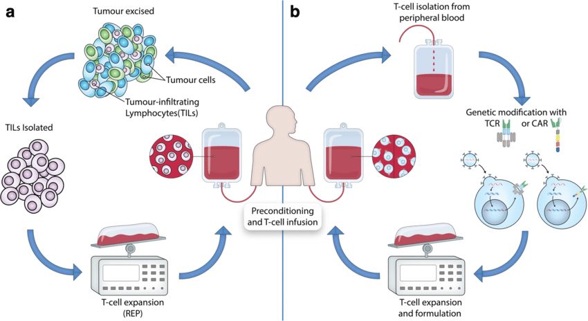 Fig. 2 Adoptive T-Cell therapy for cancer. (Met, 2019)