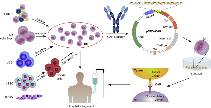 Fig. 4 Procedures for clinical application of CAR-NK therapy. (Wang, 2020)