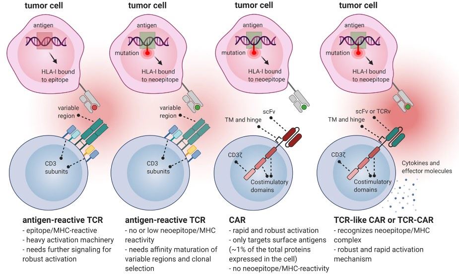 Fig.1 Diagram of TCR or CAR recognition antigen. (Poorebrahim, Mansour, et al., 2021)