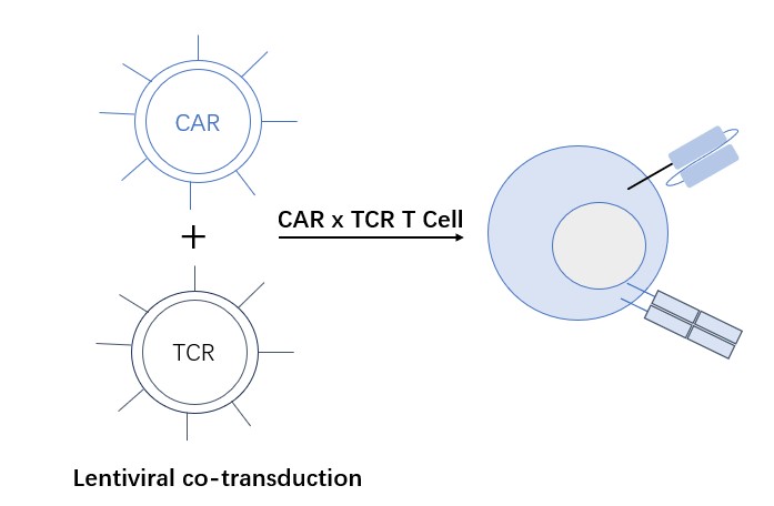 Fig.2 Diagram of CAR x TCR-T. (Creative Biolabs Original)