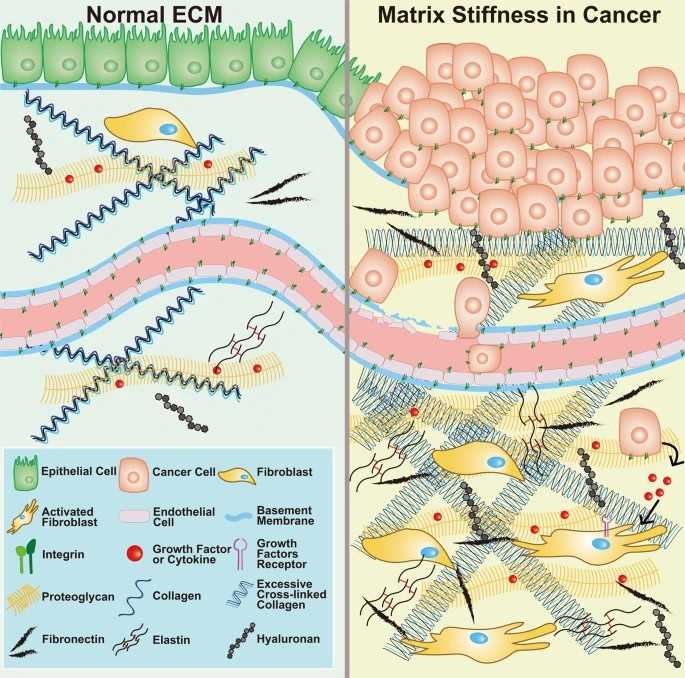 Schematic illustration of ECM components in normal tissue (left) and the TME (right).