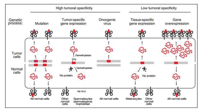 Tumor Antigen and Epitope Identification for Preclinical and Clinical  Evaluation - Oncohema Key