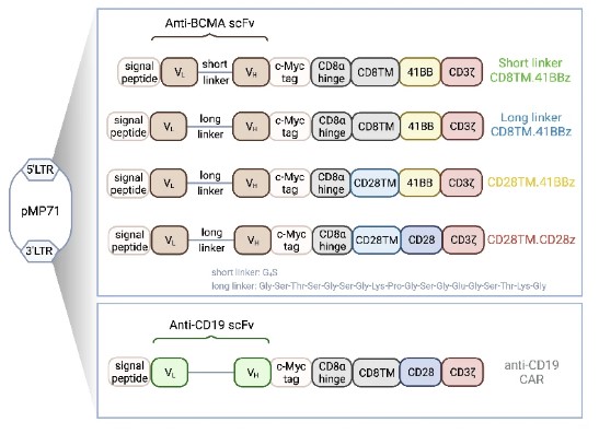 Fig.1 Anti-BCMA construct design. (Stock, Sophia, et al., 2024)