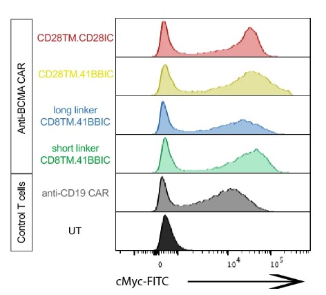 Fig.2 BCMA CAR expression test. (Stock, Sophia, et al., 2024)