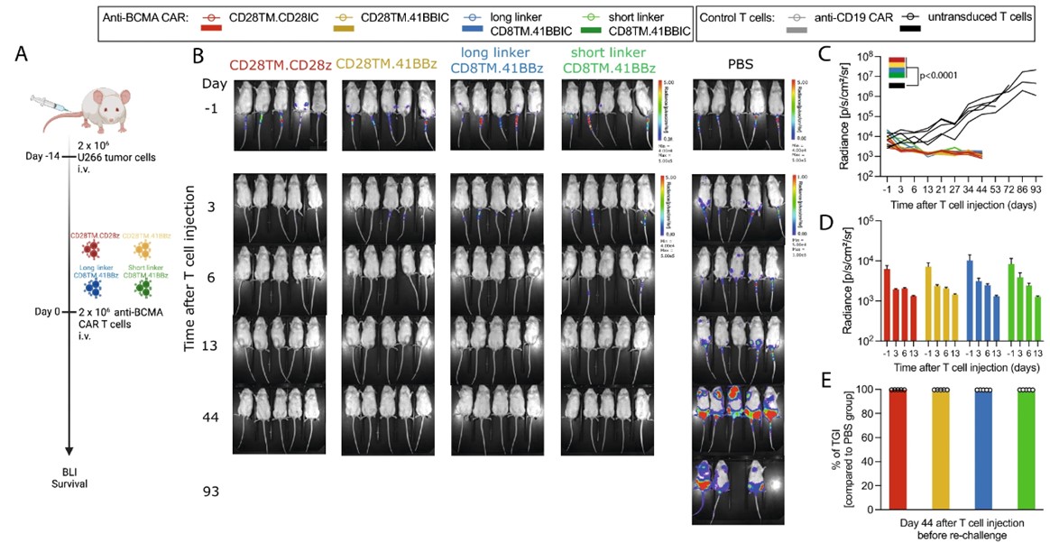 Fig.6 In vivo antitumor activity of BCMA CAR T cells. (Stock, Sophia, et al., 2024)