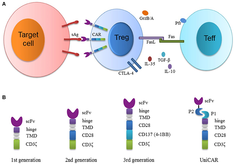 Fig. 1 The structure of CAR-Tregs and their suppression of effector T cells.