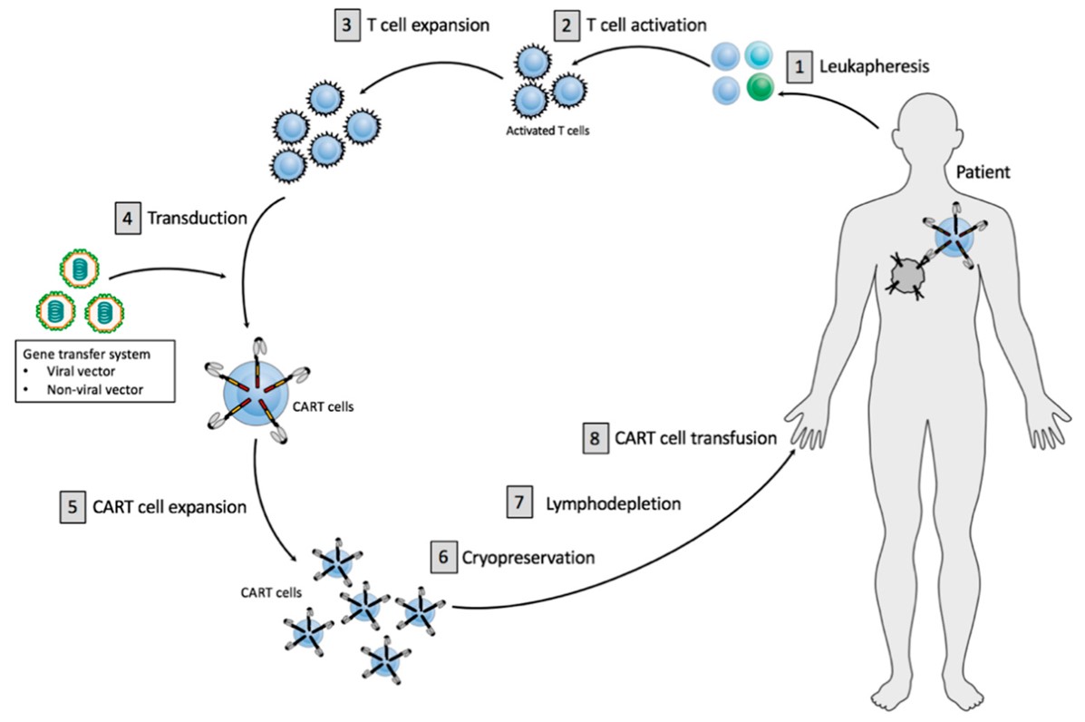 Fig.1 Current CART cell treatment principles. (Stock, Michael & Leopold, 2019)