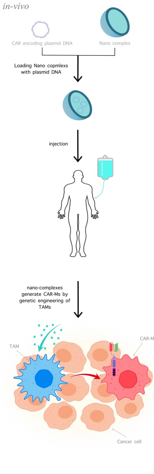 Fig.5 In vivo CAR-M cells. (Hadiloo, et al., 2023)