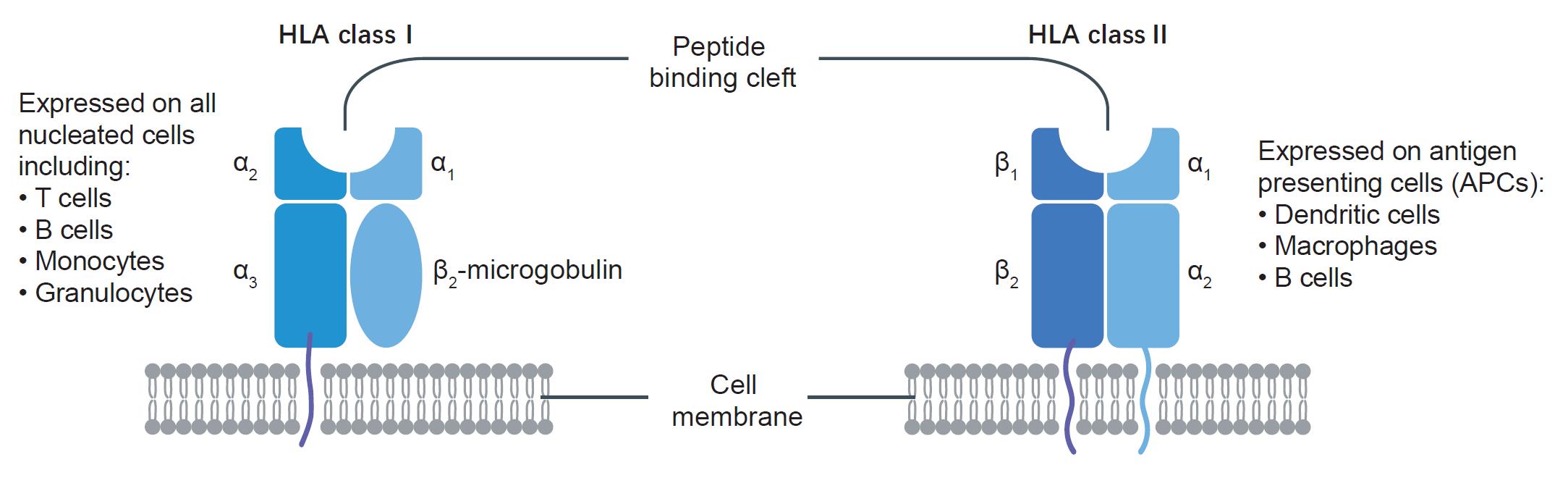 Fig.1 Structural illustration of HLA class I and II.