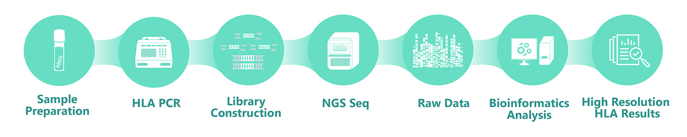 HLA typing workflow.