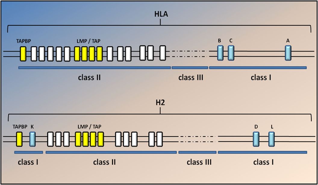 Fig.1 Human/mouse MHC class I genome map. (Nardo, Maria & Caterina, 2016)