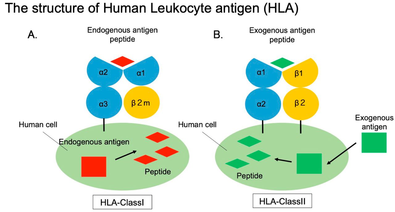 Fig.1 HLA’s structure. (Nakamura, et al., 2019)