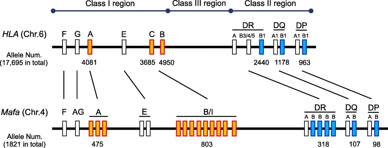 Fig.1 Comparison of human and cynomolgus macaque MHC gene genomic maps. (Ishigaki, Takashi & Kazumasa, 2018)