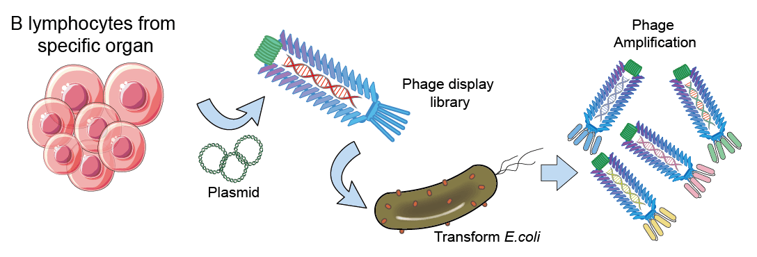 Fig.1 scFv production service from Phage Display. (Creative Biolabs Original)