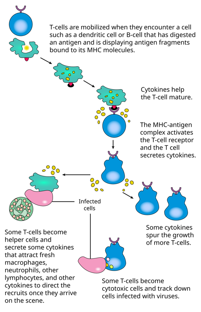 Fig.1 The activation of T cells. (From Wikipedia: public domain)