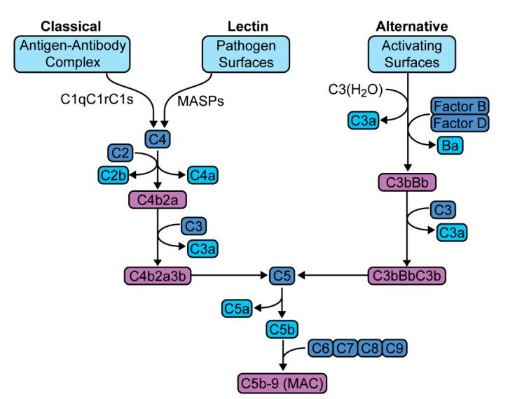 Fig.1 A schematic representation of complement activation