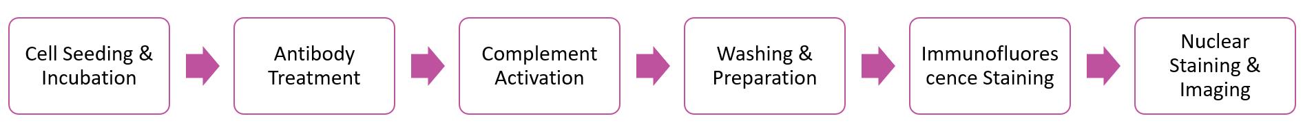 Fig.2 The general flow of IFA assay. (Creative Biolabs Original)