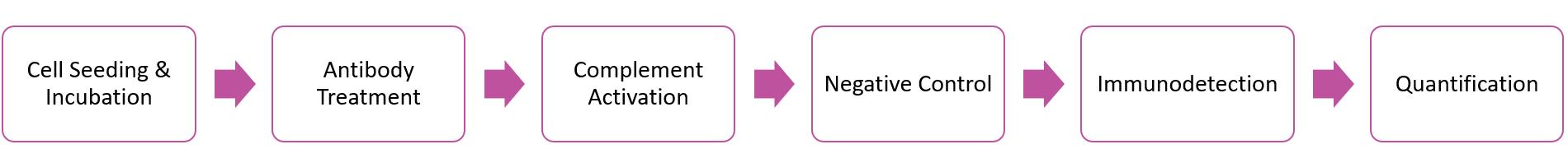 Fig.3 The general flow of Cell-ELISA assay. (Creative Biolabs Original)