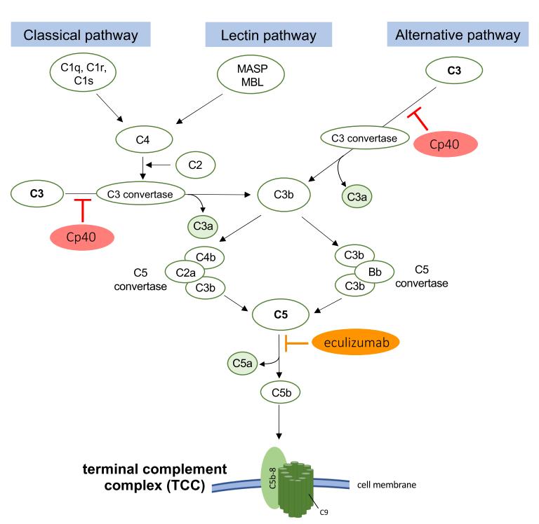 Fig.1 Complement cascade outline. (Kuhn, Amelie, et al., 2023)