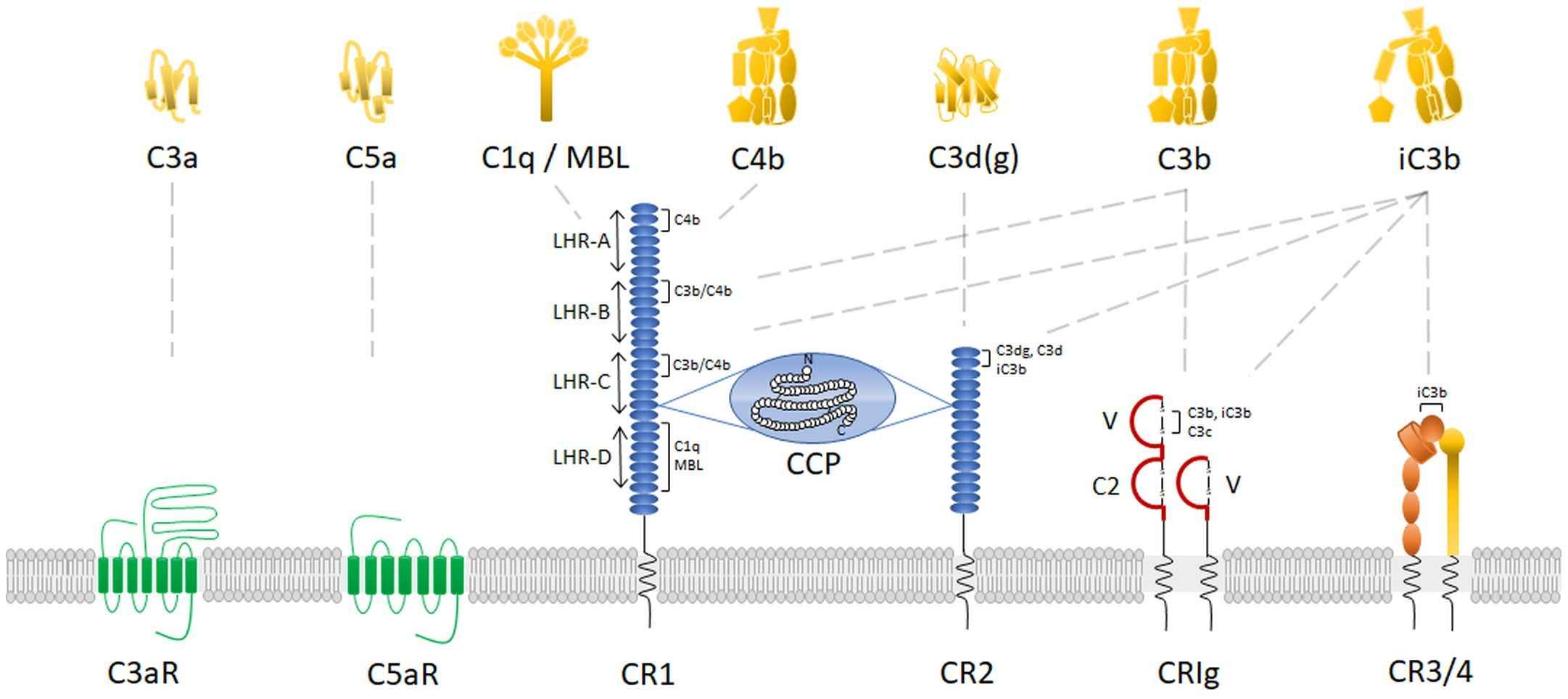 Fig. 1 Schematic diagram of major complement receptors. (Vandendriessche et al., 2021)