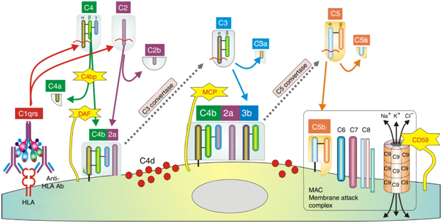 C9 2024 products target