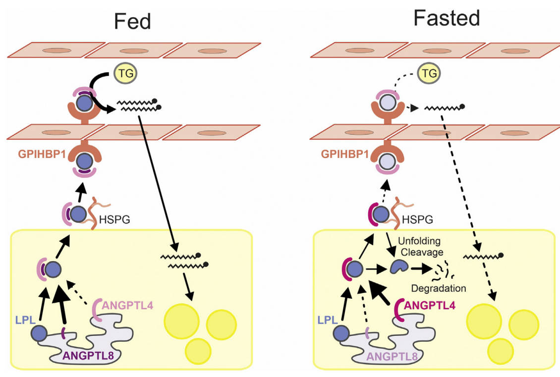 Fig.2 Models depicting the role of ANGPTL4 in LPL regulation in adipose tissue. (Kersten, 2021)