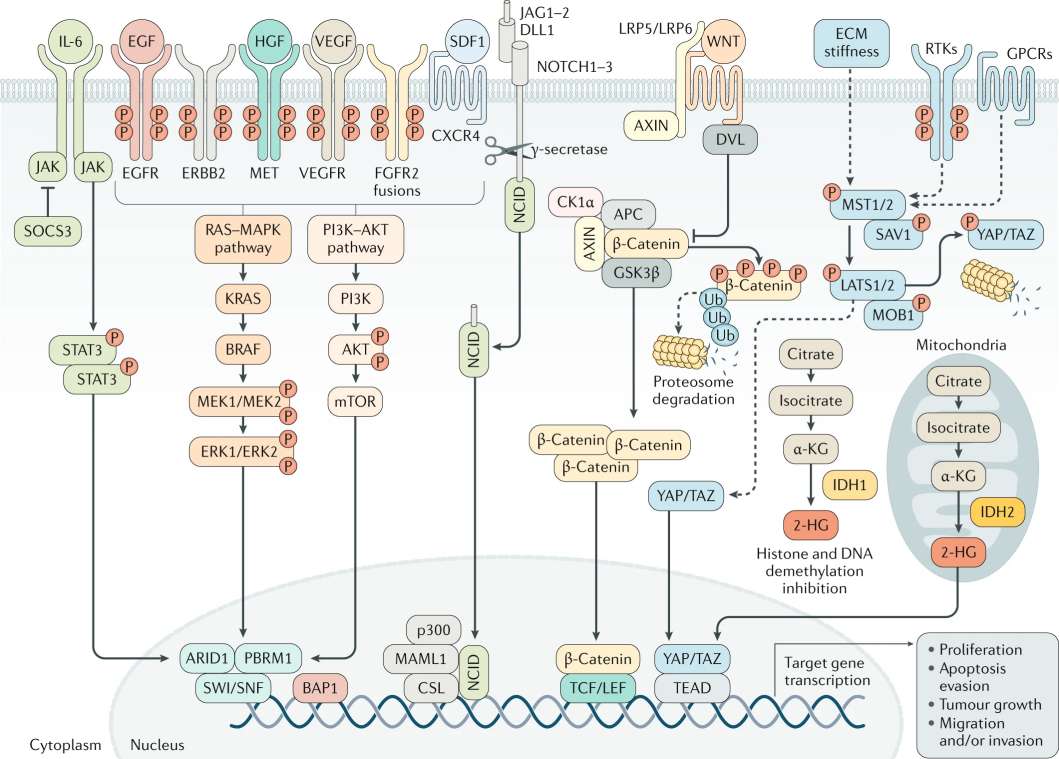 Fig.1 Signaling pathways involved in cholangiocarcinoma development and progression. (Banales, et al., 2020)