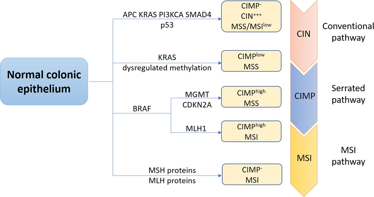 Fig.1 The three major molecular pathways of CRC: chromosomal instability (CIN), CpG island methylator phenotype (CIMP) and microsatellite instability (MSI). (Huang and Mingli, 2022)