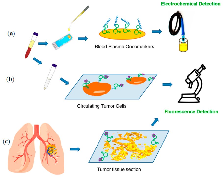 Fig.2 Aptamers as diagnostic tools in lung cancer. (Zamay, et al., 2017)