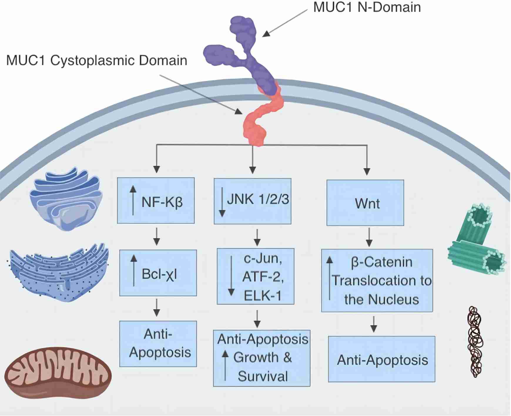 Fig.1 MUC1 glycoproteins interact with multiple signaling pathways to inhibit apoptosis. (Reynolds, et al., 2019)