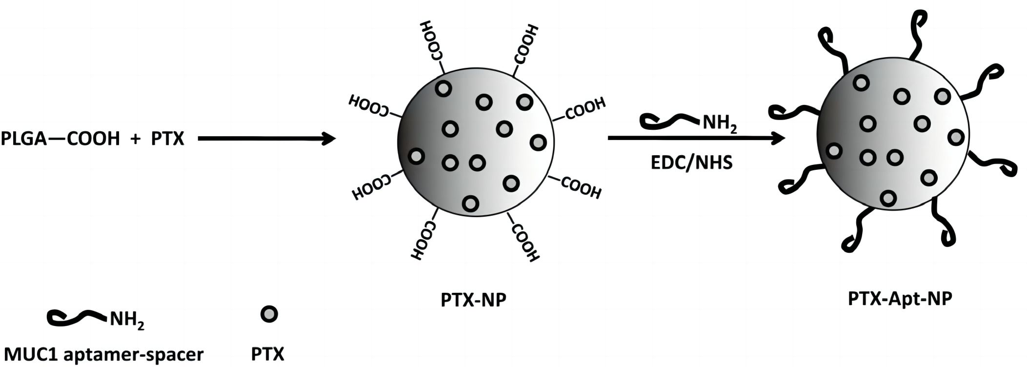 Fig.2 Anti-MUC1 aptamer-nanoparticle structure. (Yu, et al., 2011)