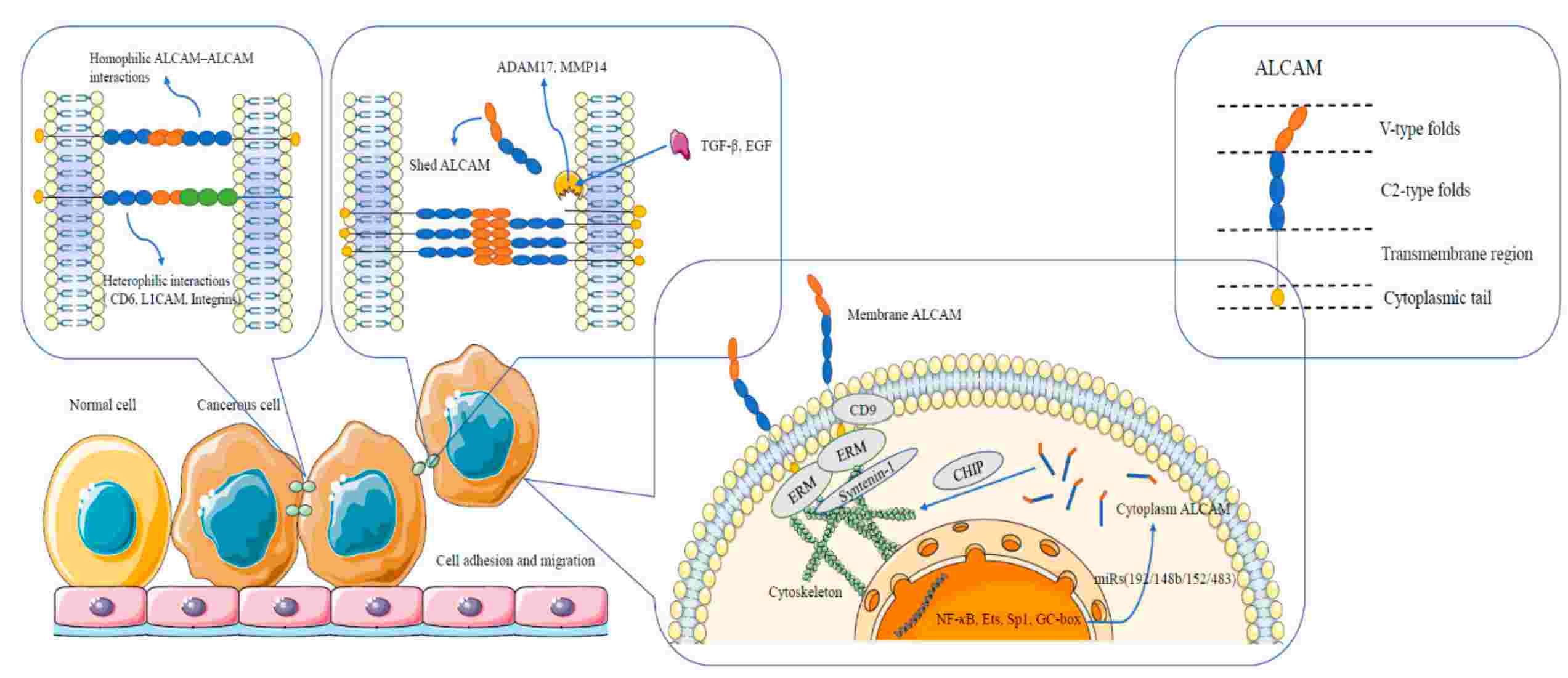  ALCAM structure and interactions between and within cells.