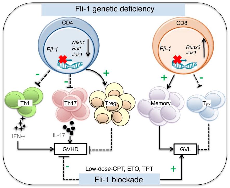 A model demonstrating Fli-1 regulating T cell immunity and tolerance in graft-versus-host disease. (Schutt, et al., 2022)