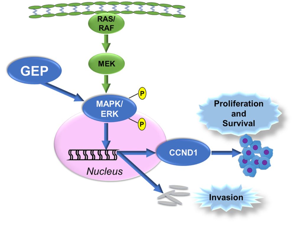 GEP (GRN) is shown to upregulate the phosphorylation of MAPK/ERK, thus regulating nucleus translocation and stimulating cell proliferation, cell survival, and metastasis of CRC. (Pan, et al., 2018)