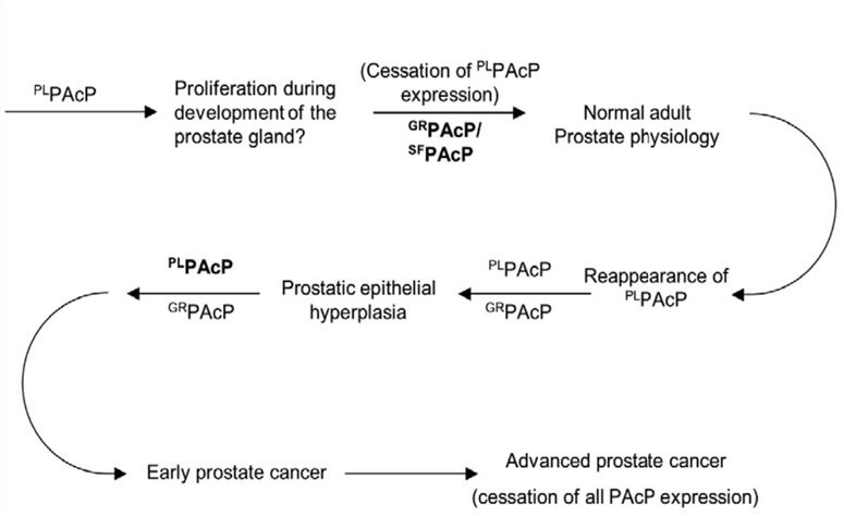 Fig.1 The possible role of PAcP conformers in the natural history of prostate cancer. (Alpert, et al., 2021)