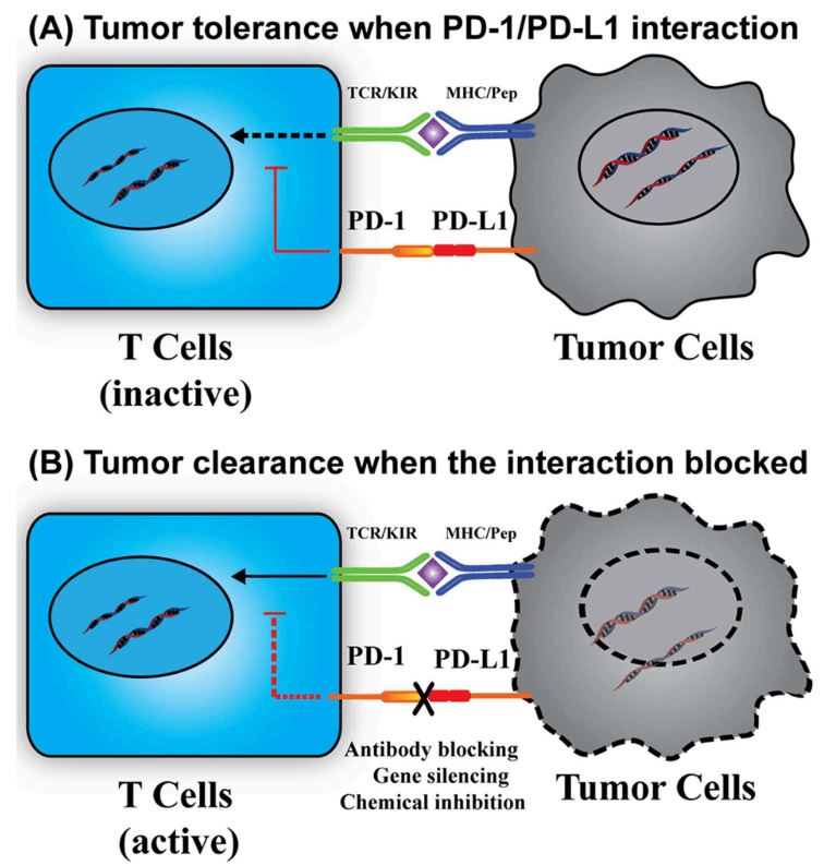 Immunotherapy based on PD-1/PD-L1 interaction. (Wu, et al., 2019)