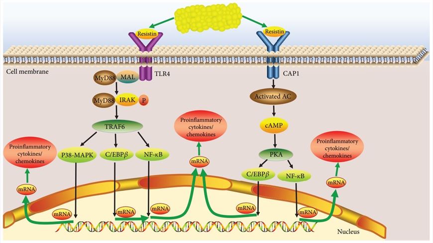 Fig.1 Resistin as a potential regulator of inflammation.