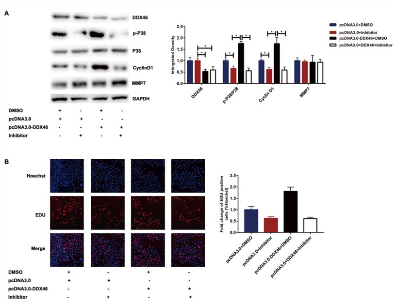 Research data demonstrating that DDX46 accelerates the proliferation of glioblastoma by activating the MAPK-p38 signaling. (Ma, Gao, and Liu, 2021)