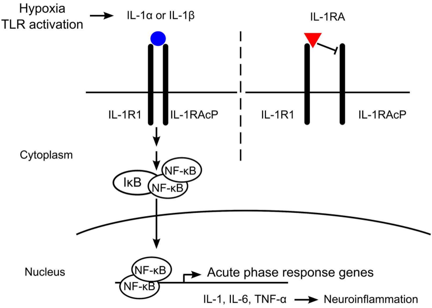 Fig.1 Function of interleukin-1 (IL-1) receptor antagonist (IL-1RA). (Rosenzweig, Jun and Irina, 2014)