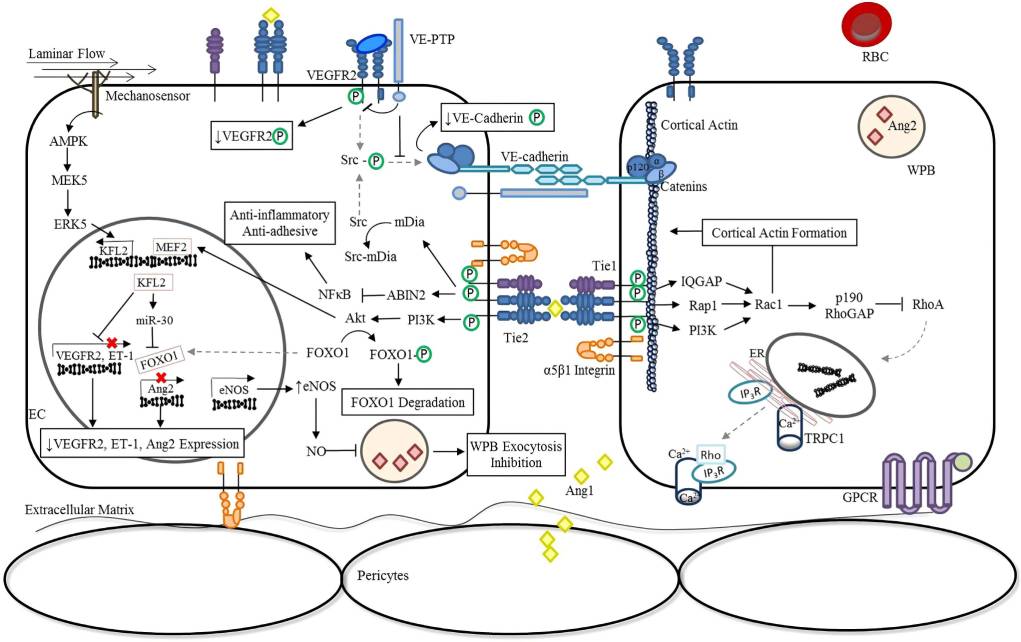 Ang/Tie pathway regulation of vascular stability. (Leligdowicz, et al., 2018)