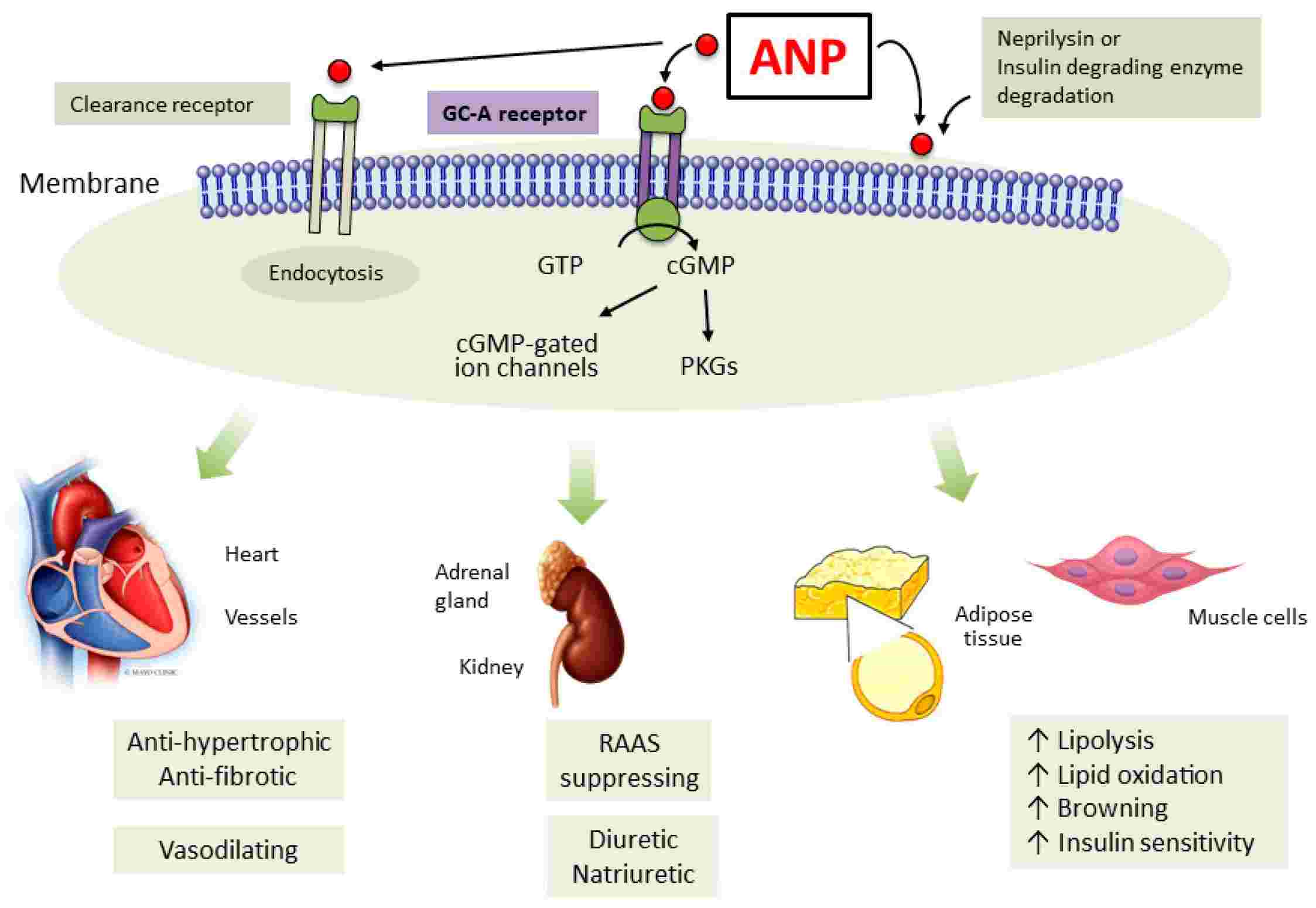 Fig. 1 ANP is a cardiac hormone with pleiotropic biological actions. (Cannone, et al., 2019)