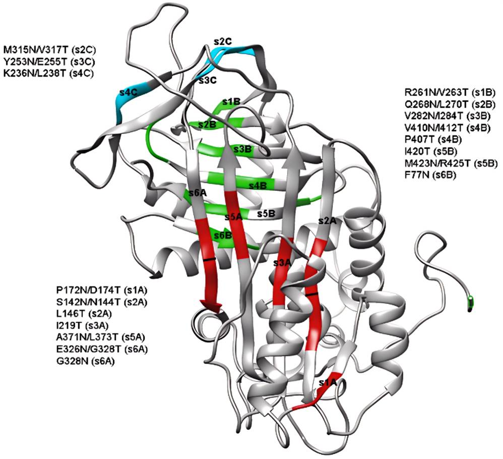 Structural representation and the mutations generated in the beta-strands of antithrombin. (Águila, et al., 2021)