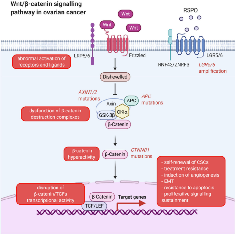 Fig.1 Wnt/β-catenin signaling in ovarian cancer. (Nowicki, et al., 2021)