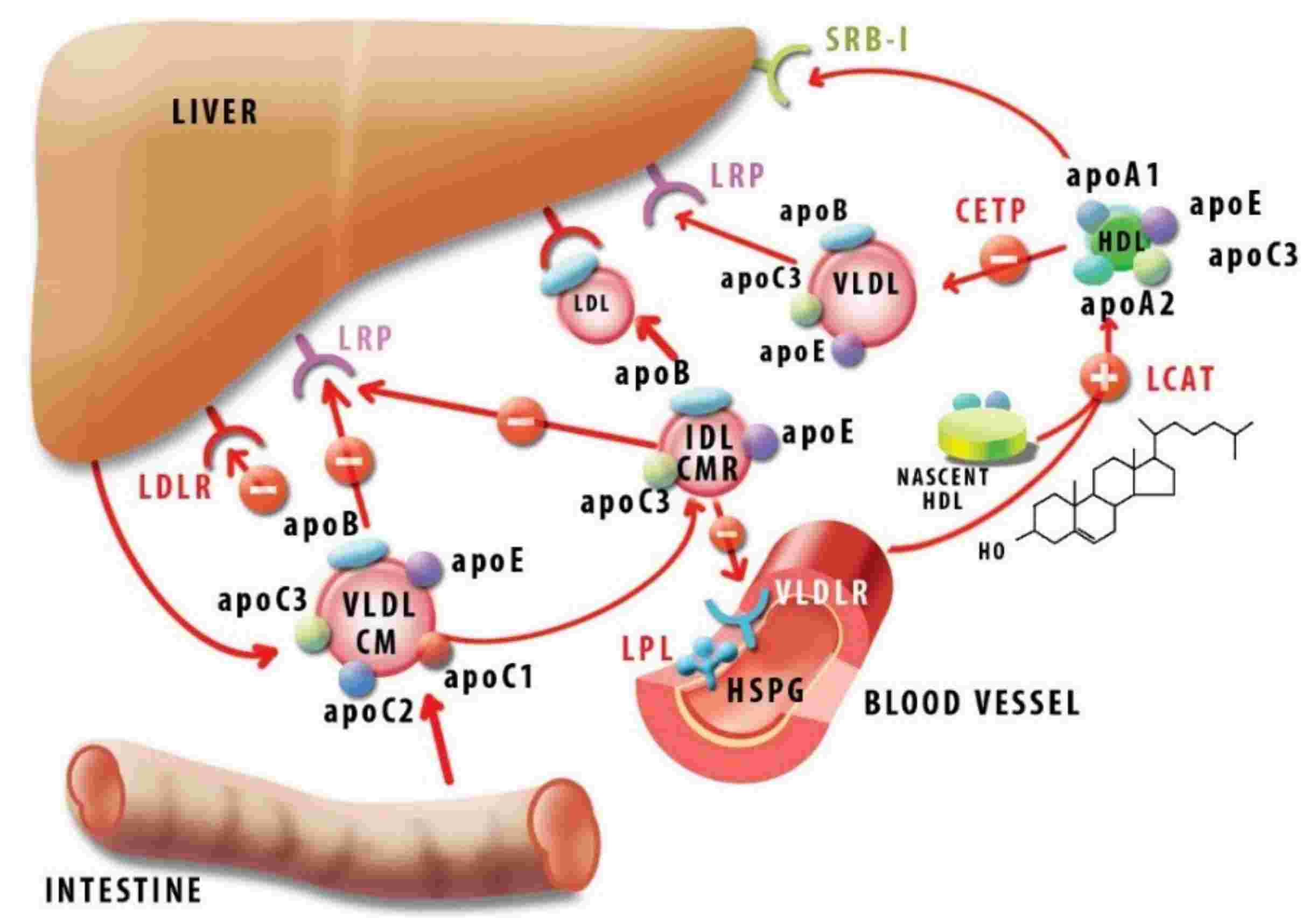 Fig. 1 The role of Apo C1 in lipid homeostasis. (Fuior, et al., 2019)