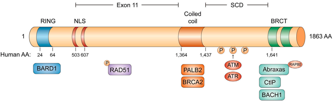 Fig.1 BRCA1 domain structure. (Fu, et al., 2022)