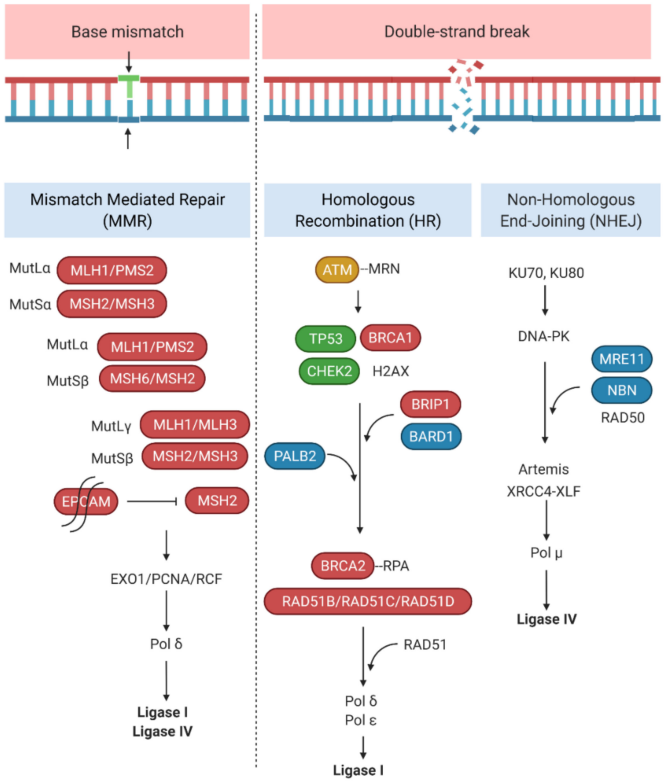 Fig.2 DNA repair pathways associated with hereditary ovary cancer. (Samuel, et al., 2022)