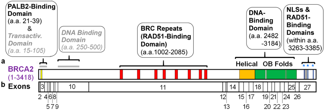 Fig.1 Genomic analysis of BRCA2. (Andreassen, et al., 2021)